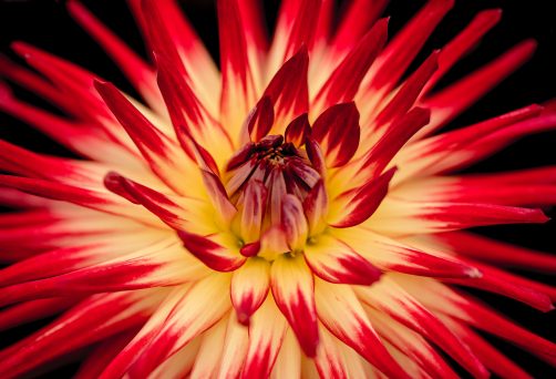 Honouring Our Hearts,  Embracing Our Sexuality
